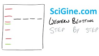 Blotting Techniques The Principle of Western Blotting [upl. by Lisabet]