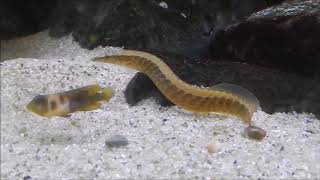 Mastacembelus Armatus tire track eel [upl. by Amaris]