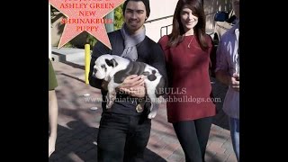 Joe Jonas amp Ashley Greene meet Joe Jonas new blue english bulldog puppy Winston Jonas [upl. by Alexandre377]