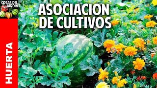 Cómo es la asociacion de cultivos en el Huerto Lo que NADIE te cuenta [upl. by Mehala918]