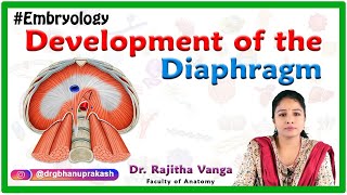 Development of the Diaphragm  Human Embryology [upl. by Strephonn]