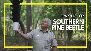 Invasive Insect Trapping Southern Pine Beetle [upl. by Terzas]