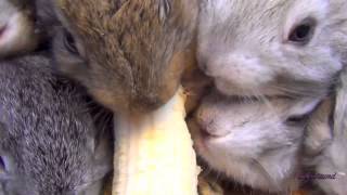 Baby Bunny Rabbits Eating Banana [upl. by Aisekal]