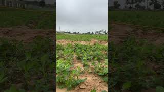 મગફળી માં દવા નું છટકાવ 🧑‍🌾 viral kheti gujrati farming villager [upl. by Nivrae]