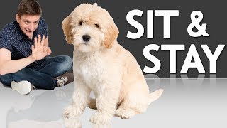 How to Teach your Puppy to Sit and Stay [upl. by Eirret273]