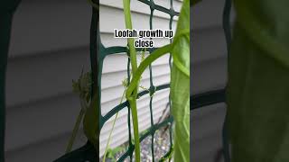 Hopefully the flowers and “fruit” come soon loofah gardening [upl. by Ahsilahs]