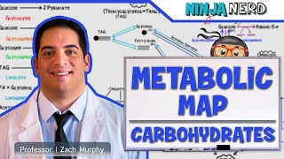 Metabolism  The Metabolic Map Carbohydrates [upl. by Jae885]