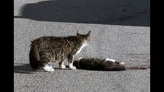 Kedi yavrusu ölen kedinin başından ayrılmadı [upl. by Hteik]