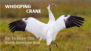 Whooping Cranes Highly Endangered North American Bird [upl. by Boaten]