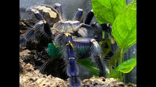 Poecilotheria metallica  Gooty Sapphire egg sac pull our second this year [upl. by Jarad]