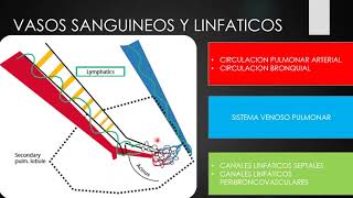 TCAR LOBULILLO SECUNDARIO ANATOMIA SEGMENTARIA DE TORAX POR TC [upl. by Allemaj]