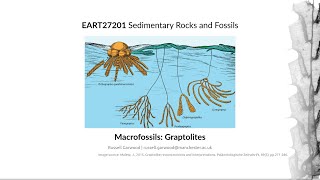 Graptolites Video 3  EART27201  Sedimentary Rocks and Fossils [upl. by Eemla]