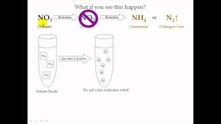 Nitrate Test [upl. by Einniw]