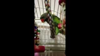 Buddy The Mustache Parakeet Talking [upl. by Kandace447]