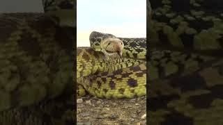 shorts snake reptiles oklahoma BullsnakePituophis catenifer sayi in Oklahoma [upl. by Llekcir]