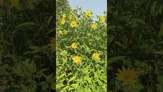 Helianthus Lemon Queen in the Garden [upl. by Nalahs94]