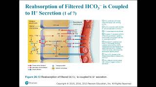 169Ch26 acidosis and alkalosis [upl. by Robertson]