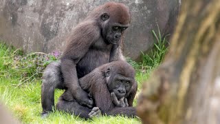 Gorilla making love  Gorilla breeding Gorilla Mating How Gorilla make a babies [upl. by Nnaeitak]