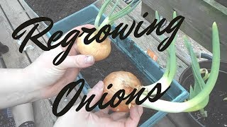 How to Regrow Onions [upl. by Arraeic]