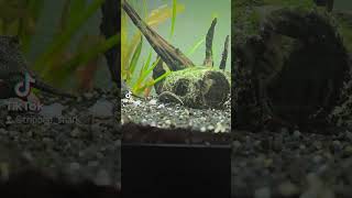 goodvibes futter garnelen muräne feuerstachelaal aquarium aquariumfish [upl. by Sessylu]