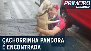 Cachorrinha Pandora é encontrada 45 dias após fugir em aeroporto  Primeiro Impacto 310122 [upl. by Perlie940]