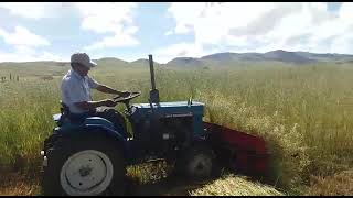 Mini tractor Mitsubishi 1450D segando cultivo de avena en la ciudad de Puno [upl. by Chelton]