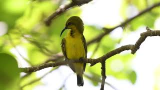 The Olive Backed Sunbird  WILDLIFE SINGAPORE BIRDING  4K [upl. by Hale]