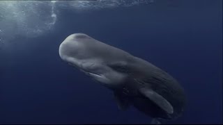 Sperm Whales Dealing  With The Unexpected  Wildlife Documentary [upl. by Icrad]