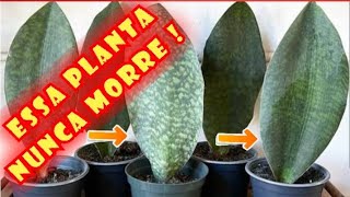 Sansevieria Masoniana  Victoria  Barbatana de Baleia  Como cultivar [upl. by Klug718]