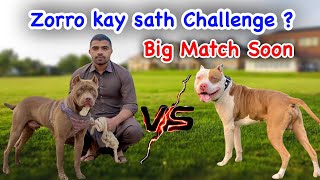 Zorro ko challenge kr diya 👀😳  Pitbull Vs Pitbull  Zain ul abideen [upl. by Hakilam180]