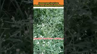 Parthenium hysterophorus  Carrot Grass  plantidentification plants medicinalplants shorts [upl. by Nalyad345]