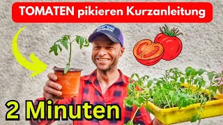 TOMATEN PIKIEREN  Kurzanleitung 2 Minuten 🍅 [upl. by Anitsirhk]