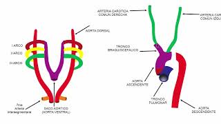 Desarrollo embriológico del sistema arterial [upl. by Heger]