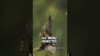 Goliath Tarentule animaux cute araignée nature france fypyoutube [upl. by Gilli579]