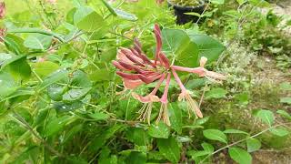 スイカズラ（吸葛）の花を観賞 Honeysuckle 2021年7月9日撮影 [upl. by Tillo]