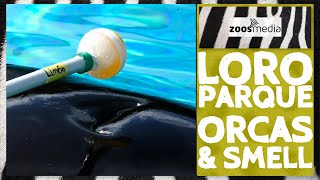 Können ORCAS riechen Forschung im Loro Parque  zoosmedia [upl. by Antonia]