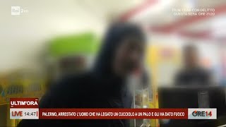 Parla luomo che ha legato un cucciolo a un palo e gli ha dato fuoco  Ore 14 del 11012024 [upl. by Nolad424]