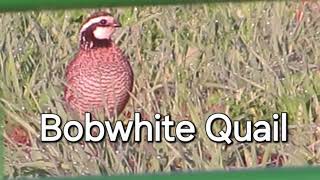 Bobwhite Quail Calling Season 3 episode 5 [upl. by Ilbert]