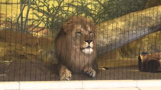 Roaring Lion At Lincoln Park Zoo Chicago [upl. by Odrautse]