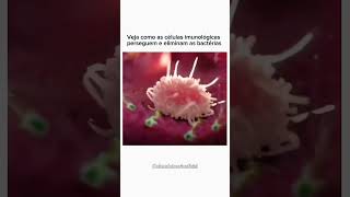 Como as Células Imunológicas Eliminam Bactérias 🦠 ciência bacteria biology [upl. by Astrix364]