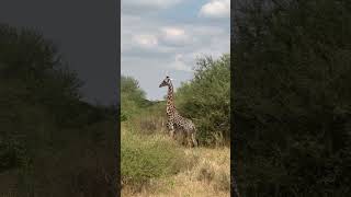 Beautiful Tanzania Makuyuni Wildlife Park wildlife animals lion [upl. by Anilorak]