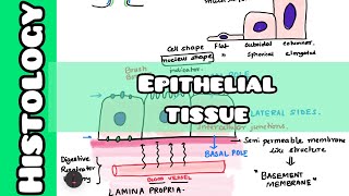 Epithelial Tissue  Histology [upl. by Eca]