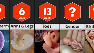 Pregnancy Week by Week Baby Development from 0 to 9 Months [upl. by Ayita990]