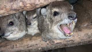 Extreme Close Up of Hyrax Scream  Bush Hyrax  NOSE BOOP [upl. by Lekym139]