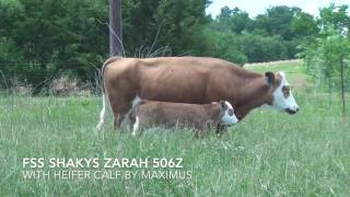 Full fleckvieh CowCalf pair for sale [upl. by Lytsirk]