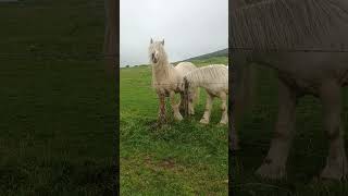 Brutus and Sonny scratching on fence [upl. by Akimihs]