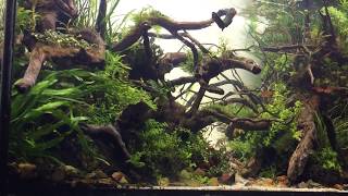 Roots of change  day57  nature aquarium  Lets take a walk hd1080p [upl. by Ablem942]