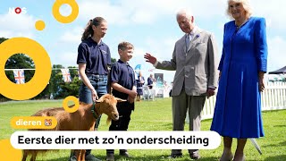 Een echte GOAT geit krijgt lintje van Britse koning [upl. by Essile]