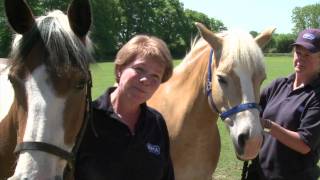 RSPCA Video  Amersham Horses Rescue [upl. by Aduhey]