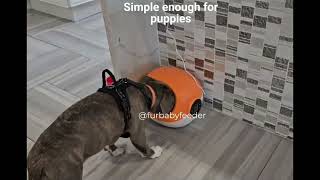 FurBabyFeeder® Sphere Microchip Pet Feeder  Perfect for Puppies [upl. by Dickerson]